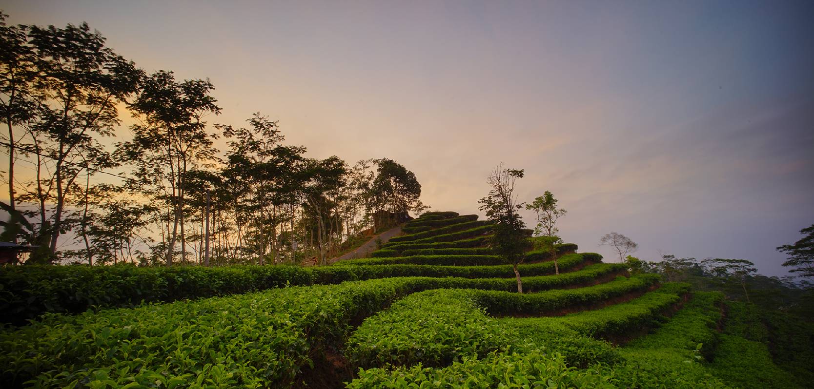 Cultivating Excellence The Art and Science of Tea Plantation Farming